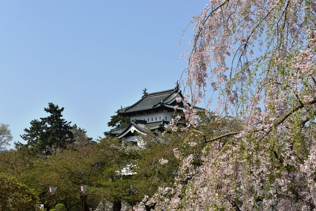 今年最後のお花見に、東北３大桜の北上、角館、そして弘前を訪れました。<br /><br />特に、弘前城は石垣の改修工事のため天守閣が移動するので、向こう１０年間は桜との絶景が見られない、とのことで行くことに決めました。<br /><br />でも今年は桜の開花が１週間から１０日早く、どこもほとんど葉桜になっていて、とても残念でした。