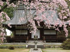 南大阪桜紀行　その３　謎の案内人と弘川寺で桜を愛でる　「ねがはくは花のしたにて春死なんそのきさらぎの望月の頃」