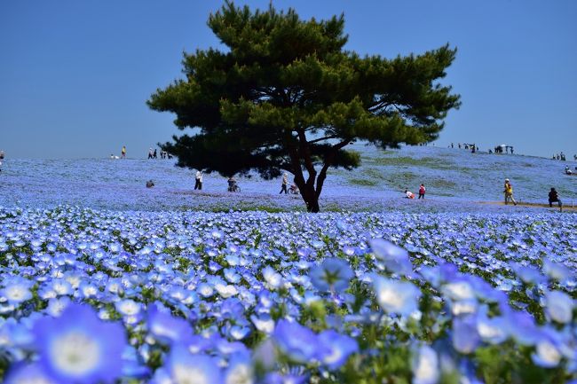 去年は5月4日に行ったひたち海浜公園。<br />GW真っ只中で、早朝開園日（7時半〜）だったためかなり早く行ったものの大渋滞だったので今年は平日に行くことにしました。<br />27日はまだ早朝開園はせず、通常の9時半開園だったので、9時半ちょっと前に到着するように行きました。<br />それでも人はすでにいましたが、さすがに去年よりはいない！<br /><br />この日は、見頃の7分咲き！<br />去年は満開だったので、若干咲いてないような気もしましたが、去年よりイキイキして見えました！<br />何度見ても飽きない絶景の場所です。