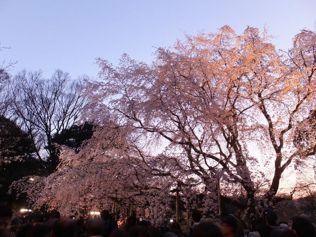 春の陽気に誘われて、都内の桜の名所めぐり。<br />日中、千鳥ヶ淵等をめぐって、<br />少し歩き疲れた足を休めてから、<br />夜のメイン、六義円のしだれ桜ライトアップへ。<br />見事な桜の巨木が満開に咲き誇る姿は圧巻でした。