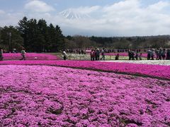 富士芝桜まつり～忍野八海の散策