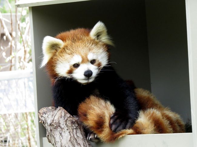 ２０１２年７月以来２度目のトロント動物園です。<br /><br />前回は、埼玉県こども動物自然公園生まれのマキちゃんに会いに来たものジャイアントパンダ来園準備のためのユーラシアゾーン閉鎖で会うことが出来ず、<br />今回こそは、と思い事前に園に連絡するも「マキはすでにナイアガラ・サファリに移動しました」とのお返事を頂き少々凹み気味でした。<br /><br />しかし、海外のレッサーパンダに詳しいファンの方から「トロント動物園にいる２匹のレッサーパンダは日本にとても縁のあるパンダ」との情報を頂きました。<br />頂いた情報によると、トロントにいる女の子のＣａｓｓｉちゃんのご両親は周南市徳山動物園生まれのララちゃんと長野市茶臼山動物園生まれの虎虎（ココ）君・・・日本のレッサーパンダファンにとってはこれほどロマンを感じさせる海外ペアはないかもしれません。<br />なんてったってあの茶臼山で１４匹の子供に恵まれたキキ君、星奈ちゃんの双子兄妹同士のペアなんですもん。<br /><br />遠く長野に暮らすキキ叔父さんにそっくりなＣａｓｓｉちゃんに会い血統のロマンに感動したトロント動物園でした。<br /><br /><br />これまでのレッサーパンダ旅行記はこちらからどうぞ→http://4travel.jp/travelogue/10652280