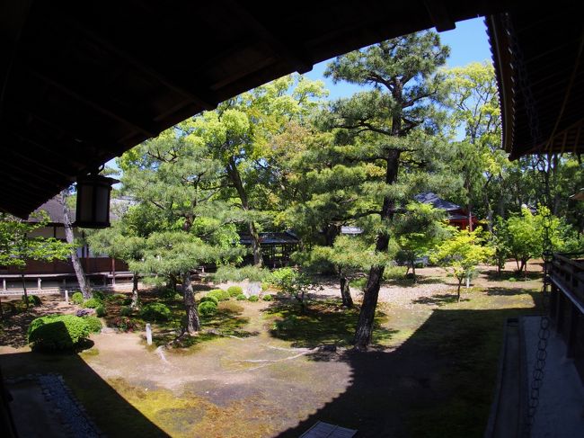 旧嵯峨御所大本山大覚寺では、春季特別名宝展が霊宝館で、開催されています。<br /><br />重要文化財の大威徳明王像の胎内納入品の修理が完了した記念で、「忿怒と慈悲のみほとけ 大覚寺の明王信仰」と題されています。<br /><br />連休で混雑が予想される嵐山の近くなので、気持ち早めの出発です。<br /><br />【写真は、村雨の廊下から見た中庭の風景です。】