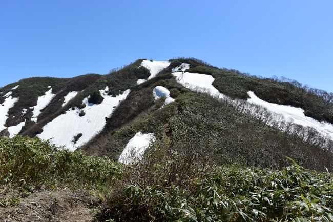 荒島岳は福井県大野市にある標高１,５２３ｍの山です。<br />別名大野富士。<br /><br />荒島岳を５月にアイゼン無しで登れるのをずっと待っていました。<br />残雪の状況がＯＫそうなので、東京から遠い荒島岳ですが、マイカー日帰り登山をしてきました。（ＧＷもまだ１日あるので、車中泊用の毛布持参）<br /><br />4：00東京自宅出発⇒中央道経由で8：20白鳥西ＩＣ（岐阜県郡上市）⇒国道158号線で38ｋｍ⇒9：47勝原スキー場跡駐車場着<br />R158はトンネルの連続で、近県からの車も多くカーブばかりです！<br /><br />荒島岳に行く途中にあった九頭竜湖のプチ観光もできて大満足です。<br /><br />登山よりスキー場跡の傾斜のきつい下山（30分かかります）が膝にきそうでした(T_T)<br />登り：3時間20分（ランチ休憩他20分含む）　下り：2時間20分　トータル5時間40分<br /><br />ＧＷのマイカー登山の帰宅は23：50でギリギリでした～♪<br /><br />天候：快晴<br />写真：山頂前の中荒島岳から撮った荒島岳<br /><br />