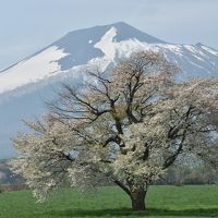 2015　北東北・函館の（葉）桜ツアー（2）八幡平から十和田湖・奥入瀬