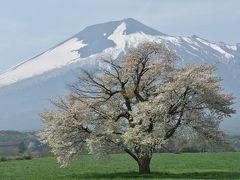 2015　北東北・函館の（葉）桜ツアー（2）八幡平から十和田湖・奥入瀬