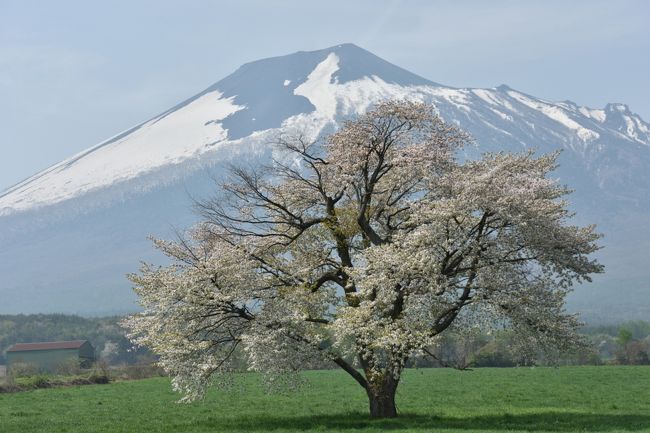 ２日目は盛岡を出て、なんとか咲いてた上坊の一本桜をみて八幡平アスピーテラインをドライブ。<br />１０時４０分ごろに藤七温泉に着いたけど人いっぱいであきらめる。<br />そのまま秋田八幡平に抜けて銭川温泉へ。<br />高速を使わずに十和田湖へ入り、遊覧船で観光したあとに昼ごはん。<br />１５時過ぎに奥入瀬渓流にはいって石ケ戸駐車場に向かっただけど満車でした。<br />焼山駐車場に止めて３０分ぐらい奥入瀬散策。<br />その後、奥入瀬グリーンホテルに泊まる。<br /><br />２日目のポイントは奥入瀬渓流でした。１５時過ぎだと人も少ないかと思ってあえて十和田湖で時間を使いましたが、石ケ戸駐車場は満車でした。子の口で駐車して散策したほうが楽しめましたね。<br /><br />写真は上坊の一本桜<br /><br />