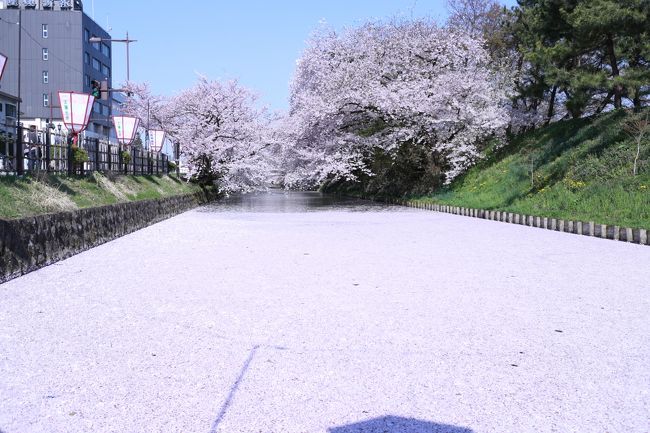桜前線がやっと青森にも来ました!<br />4月半ば、まずは八戸市の新井田公園と三沢市の中央公園へ。<br />そして念願の弘前さくらまつりに行ってきました。<br />今年は桜の開花時期が過去2番目に早かったそうで、GWの時期はソメイヨシノは終わってしまい八重桜しか残っていなかったそうです。<br />とにかく混む!!!と聞いていたので公式HPや実際に行かれた方のブログ、駐車場穴場までもHPにしている方もいるのでネットで情報をしっかり掴んで、当日の朝は4時起き((+_+))!!!<br />三沢市→青森市までは一般道を通り、青森市から弘前市までは高速道路に乗る事3時間半、朝7時頃弘前城に着いた私達を待っていた物は駐車場待ちの沢山の車でした!