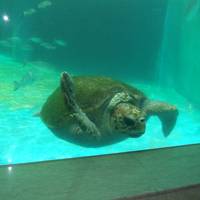 穴場の姫路市立水族館