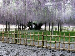 玉敷神社の大藤は花期が若干過ぎていましたが十分堪能