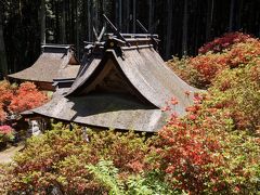 丹波まごころ花めぐり　その２　氷上町の一の宮神社の霧島つつじ