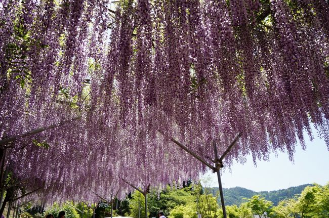 丹波市の５月はフジやれんげ、霧島つつじなどお勧めのスポットがいっぱい。<br />この内先ずは春日町野上野のれんげ畑へ。イベントは５月３日だったためイベント終了後、一部の畑はすぐに稲作に備えてトラクターが入り耕し始めていた。またれんげも少し盛りを過ぎた感じがしたがまだまだ広大な畑一面に咲きそろい見事な景観だった。<br />のんびりと散策しているとすぐ近くの花の寺・桂谷寺でふじが見頃との看板を発見。行ってみると公開はまだ今年で３年目とかで木は若いが、市島町の有名な白毫寺と同じ九尺ふじで１ｍ以上に垂れ下がり、白い花もあってなかなか見事。また近くの畑ではルピナスも咲き初夏の花々を満喫して、氷上町の一の宮神社の霧島つつじへと向かう。