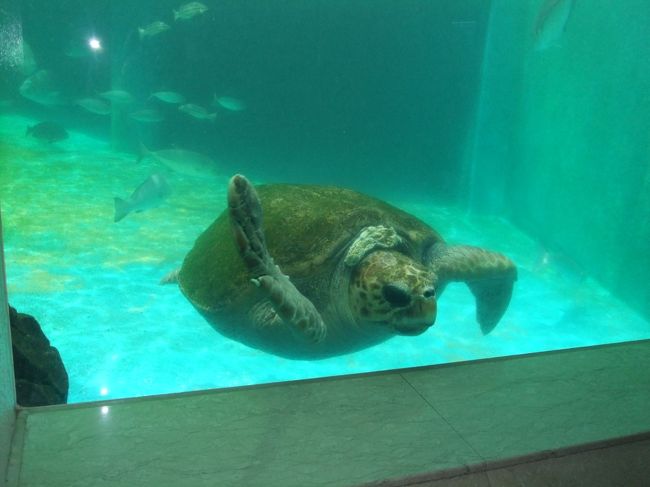 GWはどこも人が多い…ということで、どこか穴場はないかな…と探しておりました。娘が水族館好きなんで、行ったことのない水族館を探していたら…「姫路市立水族館」がヒット。4travelの「みんなのQ&A」でも事前情報を仕入れ(教えてくださった皆様…ありがとうございます)、なかなか楽しめそうな感触。本当は5/2和歌山出発して、その日のうちに…と考えていましたが、高速で渋滞に巻き込まれ断念。宿泊は赤穂にしていたので、翌日に行きました。<br /> 昔ながらの水族館(本館)に新館を増設しています。派手なショーこそありませんが、展示には工夫している感じを受けました(市立ですので勉強になるような展示をしています)。お目当ての一つのタッチプール(海の生き物に触れるコーナー)はエイやサメも多数入っていて迫力があります。娘はカニやナマコが気に入っていました(タッチするのが好きなんですよ)。<br /> また、「ジャブジャブ小川」という足を入れて楽しめるスペースが屋上にあります。小魚も入っていて、小さい子どもには大人気でした。私も童心に戻って娘と水遊びをしました(その後、混んできたので子どもたちに譲りましたけど)。生き物を増やして、スペースも広げるとさらに人気がでるように感じます。<br /> 同じ公園内に遊園地もあって、小さな子ども連れにはもってこいの場所ですね。姫路城はベタ混みのようでしたが、こちらは穴場です。きれいな花壇もあるし、散策も楽しめます。姫路市民が羨ましい限りです。