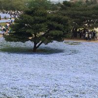 2015春のお花見