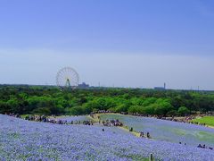 念願の…ネモフィラに逢いに行きました♪＠ひたち海浜公園