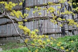 2015春、近畿・中国・四国の百名城(28/38)：4月4日(19)：岡山城(4)：後楽園、山茱萸