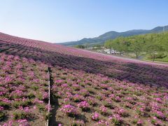 芝桜を見に