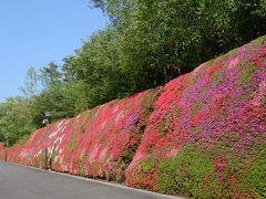 岡崎公園のフジ＆つどいの丘のキリシマツツジ