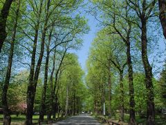 新緑のユリノキ並木から伊那の里山を歩く旅（長野）