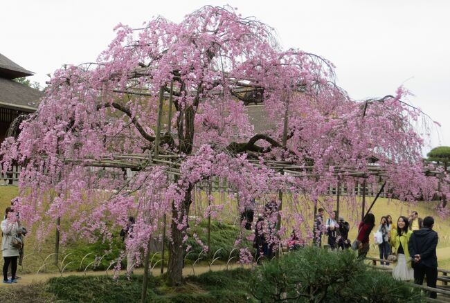 岡山城の見学の跡、直ぐ近くの後楽園に向かいました。江戸時代初期に岡山藩主・池田綱政によって造営された、元禄文化を代表する庭園です。国の特別名勝に指定され、また『日本三名園』の一つにも数えられています。