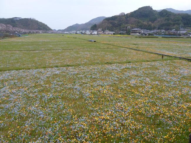 西伊豆の松崎。3月にソメイヨシノの咲く時期に田んぼで花が咲く。これがキレイで毎年繰り出している。<br />5月GWの時期になると無料でお花摘み放題！！！毎年、楽しみなんです。