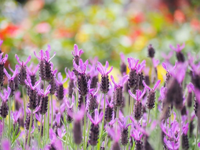 港の見える丘公園の一角にあるローズガーデンでは110種1300株の薔薇を楽しむことができます。まだ早いだろうなぁと思いつつ行ってみたのですがすでに全体の7～8割が開花しており見頃を迎えていました。まだ蕾も多くあるのでこの週末（5月10日前後）が一番のピークと思われます。<br />山下公園の方は数は少ないけれど株が良く大きなバラが多いです。こちらもほぼ見ごろとなっています。【2015.5.6現在】<br /><br /><br />多忙につき写真のみ。<br />旅行記というよりクチコミです。開花状況の参考程度にご覧ください♪