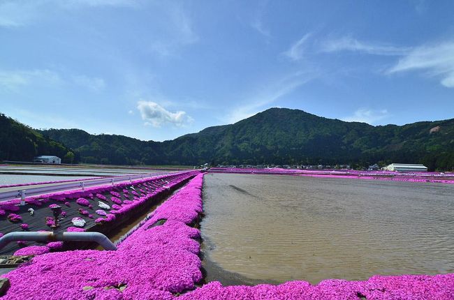 GWの初日は第47回草津宿場まつりも無事終わり<br />GWの中盤は福井の大野.鯖江.越前へ<br />GWの最後が岐阜の揖斐まつり子供歌舞伎へ行く予定・<br /><br />高速白鳥から降りて、自動車専用道路から国道158号へ<br />大野市へ向かう途中に九頭竜湖を眺めながら<br />今年も去年同様なコースを行く。<br />九頭竜湖→越前大野城→シバザクラ→新丁トンネル→国道8号へ<br />鯖江（西山公園つつじまつり）→越前市（式部とふじまつり）<br /><br />大野市の全域に植栽がすすめられているのが「シバザクラ」です。<br />郊外に出ると、あちらこちらで田んぼの畔や、<br />用水路にシバザクラが見れます。<br />特に乾側地区の田んぼでは、約20haのエリアにシバザクラが広がり<br />多くのカメラファンで賑わいます。<br /><br />3年続けて今年も、シバザクラを撮るため来ました。<br />九頭竜湖を眺めながら桜が殆ど散ってしまいました。<br /><br />今年は別ルートから険しい越前大野城を登る為<br />何度か休憩しながら城下に広がる世界を堪能して<br />今回の目的、全体のシバザクラの様子を観る事が出来ました。<br /><br />その後は、乾側（いぬいかわ）地区近辺の田んぼ、シバザクラへ<br /><br />シバザクラまつりが明日から開催されるので、<br />天気は良好だが強風の中・一足早く立ち寄りました。<br /><br />この後は.鯖江（福井）日本海側随一の名所・西山公園つつじまつり　　<br />そして・去年同様、越前（福井）「式部とふじまつり」で終わりです。<br /><br />＿／＿／＿／2014年のぶらり福井の旅＿／＿／＿／＿／<br />（1）九頭竜（福井）から越前大野城・シバザクラ<br />　　http://4travel.jp/traveler/isazi/album/10883409/<br />（2）鯖江（福井）日本海側随一の名所・西山公園つつじまつり<br />　　http://4travel.jp/traveler/isazi/album/10884275/<br />（3）越前（福井）第21回「式部とふじまつり」<br />　　http://4travel.jp/travelogue/10965091<br />＿／＿／＿／2013年のぶらり福井の旅＿／＿／＿／＿／<br />（1）大野（福井）シバザクラと越前大野城<br />　　　http://4travel.jp/travelogue/10773032<br />（2）鯖江（福井）西山公園つつじまつりと結婚式<br />　　　http://4travel.jp/travelogue/10773035<br />（3）越前（福井）第20回「式部とふじまつり」<br />　　　http://4travel.jp/travelogue/10773428<br />***************************************************