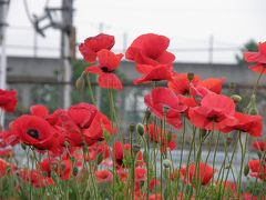 今朝の早朝ウォーキングは葛西用水沿いのポピーを見ながら歩くことに・・・