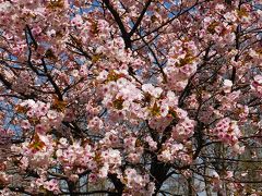 桜満開室蘭