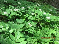 純白の山芍薬に逢いたくて