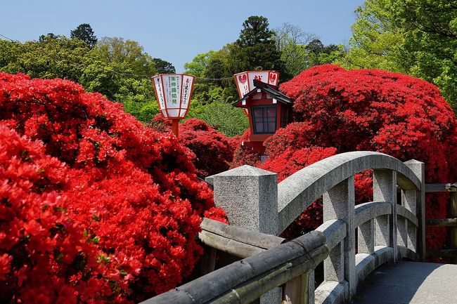 ゴールデンウィーク近づく日曜日、花の見頃が例年より早まったというニュースが飛び込んできています。まずは、キリシマツツジ！長岡天満宮が一挙に見頃に・・・。昨年とほぼ時期は一緒なのですが、咲き加減が違っています。<br />そこから乙訓寺に牡丹を見にいきました。そこから、笹の花を見に京都市洛西竹林公園に行きました。イッショウチザサという笹の花が国内で初めて観察されました。藤を見に上鳥羽に行きました。そして、松尾大社に行ってきました。<br /><br />ＧＷもウロウロしたので、旅行記が溜まっていますが、ノンビリとアップします。もちろん日帰りです（笑）<br /><br />本日のメニューです。<br /><br />勝竜寺城公園(しょうりゅうじじょう公園)⇒長岡天満宮⇒乙訓寺⇒長法寺⇒洛西竹林公園⇒鳥羽水環境保全センター（藤）⇒松尾大社<br /><br />それでは、いってっらっしゃい！<br /><br /><br />