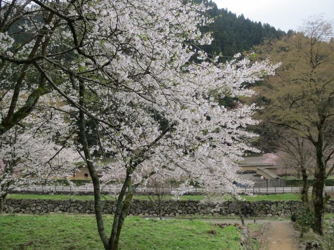 2015日本美食飽食紀行（４）　越前　団子より花