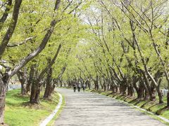 2015年5月終わっていた桜−厚田・戸田記念墓地公園−