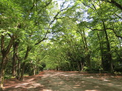 伏見・藤森神社駈馬神事、最大の見せ場が見えない～。