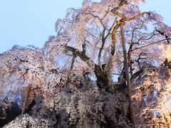 船岡城址と福島の桜を求めて?（三春滝桜）