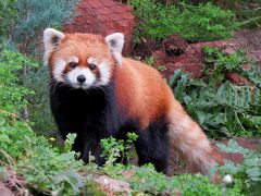 南米Ｐａｎｄａ Ｒｏｊｏ紀行　Ｚｏｏｌｏｇｉｃｏ Ｎａｃｉｏｎａｌ ｄｅ Ｃｈｉｌｅ チリ・レッサーのアダムとイブに会いに・・・一段と可憐さを増したリリィちゃんに感涙＆変わらぬ立ち姿のコウタ君に感動