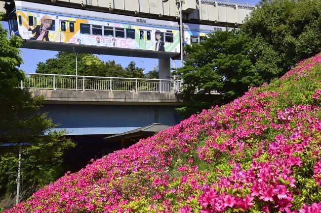 ※注意）この旅行記には私的な趣味がかなり入っています！<br /><br />千葉都市モノレールでは、平成27年5月2日から、アニメ『やはり俺の青春ラブコメはまちがっている。続』のキャラクターをデザインしたラッピングモノレールが運行されています。<br /><br />「俺ガイルラッピングモノレール」を追いかけて、沿線のつつじの花が見頃な千葉都市モノレールに訪れてみました。