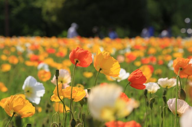 東京に生まれ、今も隣県に住んでいるのにこれまで行ったことがなかった昭和記念公園。春の陽気に誘われ、買ったばかりのマクロレンズの撮影練習をかねて行ってみましたが、その広さにびっくり！　広大な敷地に季節の花々、緑一杯のまさに都会のオアシスでした。<br />やや歩き疲れましたが、一日たっぷり春を満喫できました。