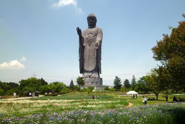 全高１２０ｍの世界一の大きさのブロンズ製仏像。<br />近くを通った時によく見かけたが、初めて訪れた。<br />1992年に完成した、浄土真宗東本願寺の阿弥陀如来像である。<br /><br />全高１２０ｍ（像高100m、台座20m）は、ギネスブックにも世界一と認定されている。<br />仏像内部には、パネル展示等で歴史や仏教の世界について学ぶ事ができる。<br />東京湾観音（５６ｍ）も大きいが、その２倍の高さを誇る。<br />ただし、東京湾観音は歩いて登らなくてはいけないが、牛久大仏は、エレベータで登れるので楽である。<br /><br />大仏の他に、小動物園やお花畑も有る。