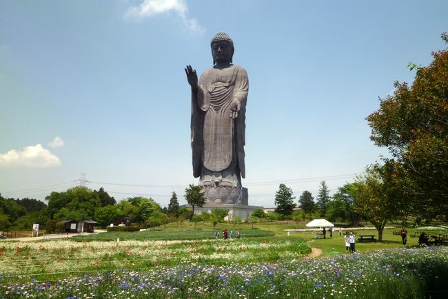 全高120mの世界一の大きさのブロンズ製仏像。<br />近くを通った時によく見かけたが、初めて訪れた。<br />1992年に完成した、浄土真宗東本願寺の阿弥陀如来像である。<br /><br />全高120m(像高100m、台座20m)は、ギネスブックにも世界一と認定されている。<br />仏像内部には、パネル展示等で歴史や仏教の世界について学ぶ事ができる。<br />東京湾観音(56m)も大きいが、その2倍の高さを誇る。<br />ただし、東京湾観音は歩いて登らなくてはいけないが、牛久大仏は、エレベータで登れるので楽である。<br /><br />大仏の他に、小動物園やお花畑も有る。