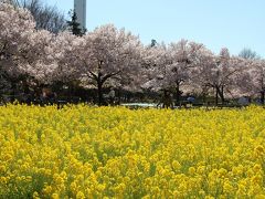 蘆花恒春園・駒場公園・駒場野公園桜巡り2015年3月