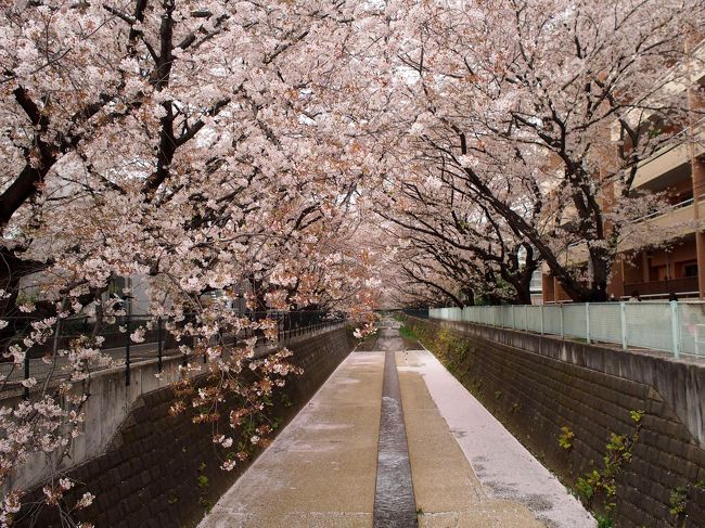 2015 麻生川の桜