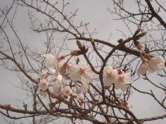 桜の季節の竹田城散策