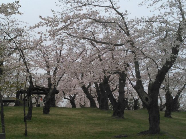 今年は北海道の桜の開花も早いので、前に１度行ったときは早すぎて３分咲きくらいだったのでリベンジです。<br />でもこの日はとても寒くて外気は１４度ほど、ガスもかかっていました。桜は満開でしたが、思い描いていた駒ヶ岳と満開の桜の景色は見れませんでした。また駒ヶ岳と満開の桜の風景は来年に持ち越しです。