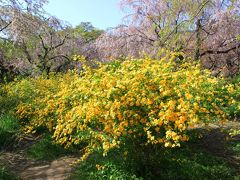 京都名残りの桜～原谷苑～御室仁和寺へ～泣き桜は満開だったよ♪