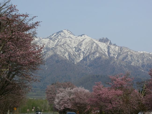 今年の北海道の桜開花。。。本当に早い！<br />急がないと早々に散ってしまう〜〜〜<br /><br />今年は桜花見にスイッチが入った！　<br /><br />行くと思いたったら吉日♪　<br />１日での富良野・美瑛の桜名所めぐりは効率よく！<br /><br />早朝に出発して気合入れます〜〜〜〜〜(−ｐ■)ｑ☆ﾊﾟｼｬｯﾊﾟｼｬ☆ <br /><br /><br />　　　＊写真は芦別岳をバックに東大樹木園桜並木＊