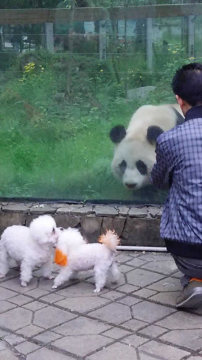 プードル犬とパンダ（成都・臥龍・碧峰峡のパンダ基地と映秀・三江のパンダ　５日目)