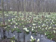 2015GW 信州戸隠のパワースポット・水芭蕉編♪