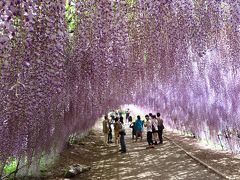 “河内藤園”に行ってきました。。。　“藤に魅せられた春のひと時でした～”