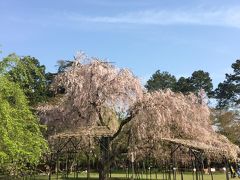 春の京都1日目